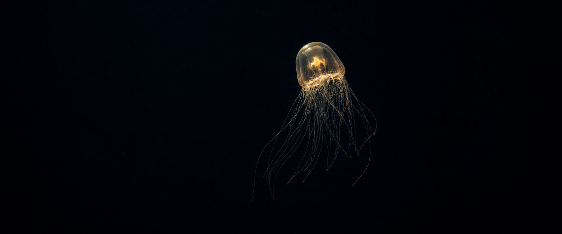 A small translucent jellyfish suspended in dark water, glowing softly with internal gold light.