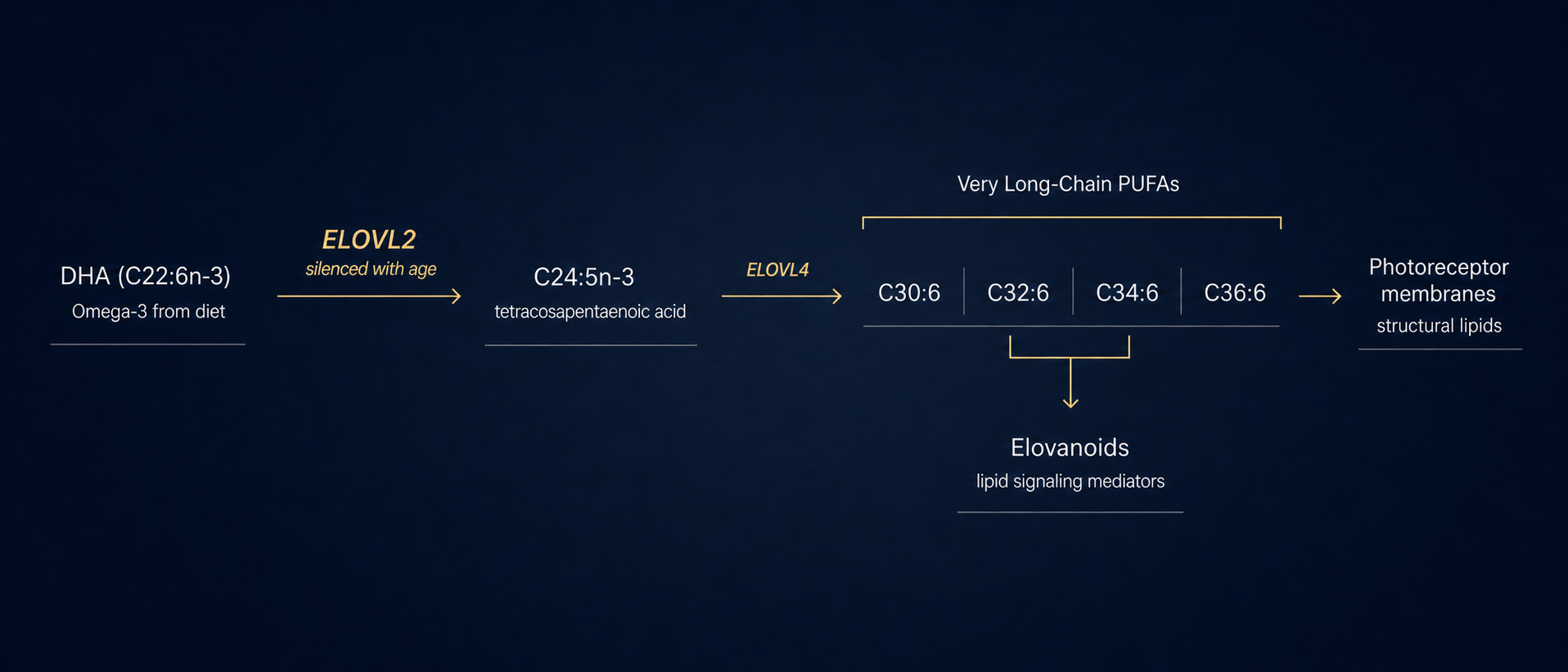 Diagram of the ELOVL2 pathway. DHA is elongated by ELOVL2 to C24:5n-3, then by ELOVL4 to very long-chain PUFAs (C30 to C36), which serve as structural lipids in photoreceptor membranes and as precursors to elovanoid signaling mediators.